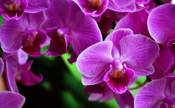 Closeup on bright purple orchids